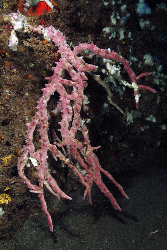 Ircinia in grotta